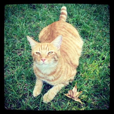 Lost Cat Orange Tabby Shorthair Near Carthage Pets Thepilot Com