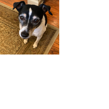 Lost Dog, Older Black and White Jack Russell Terrier in Aberdeen | Pets ...