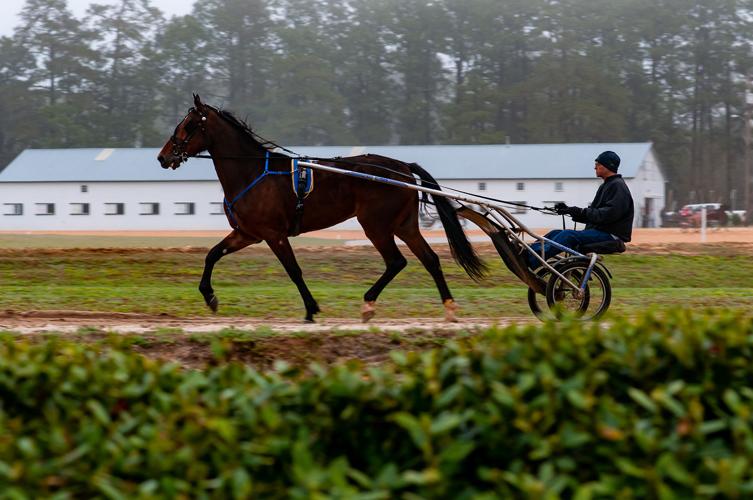 Spring Matinee Harness Races Multimedia