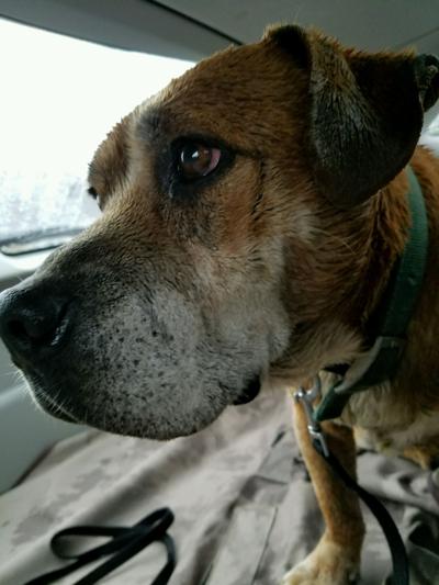 Found Dog Boxer Basset Hound Mix In Southern Pines Update Foster