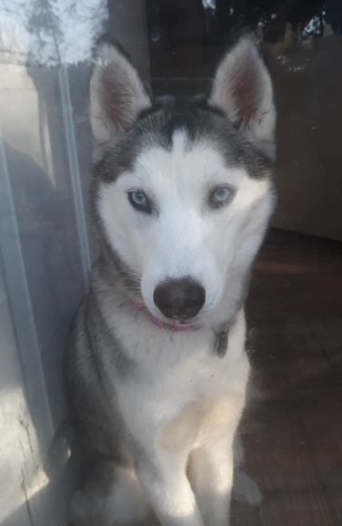 Lost Dog, Grey & White Husky in Carthage UPDATE: FOUND | Pets ...