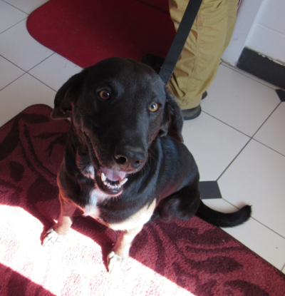 Found Pet, Hound Lab Mix in Whispering Pines | Pets ...