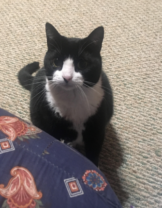 Lost Cat, Black and White Cat in Pinebluff UPDATE: FOUND | Pets ...