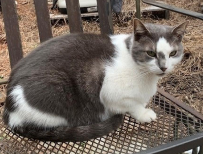 polydactyl cats for sale colorado