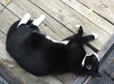 Lost Cat Black Tuxedo Cat In Pinehurst Clarendon Gardens Pets