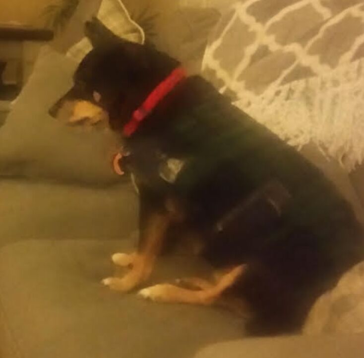 found black chihuahua