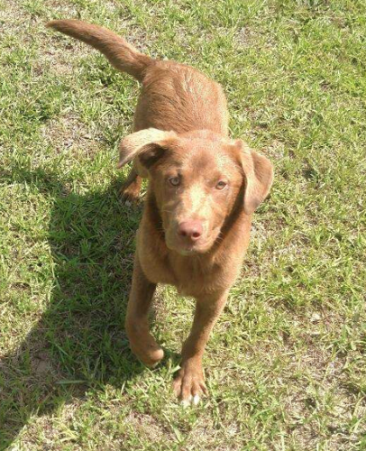 Chocolate lab and chesapeake bay retriever mix sale