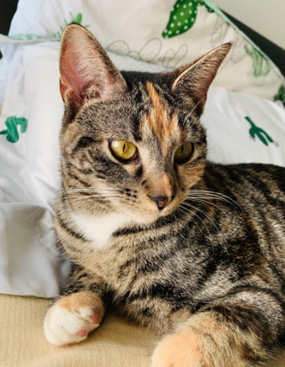 Lost Cat Tortoiseshell Tabby Cat In Seven Lakes Pets Thepilot Com