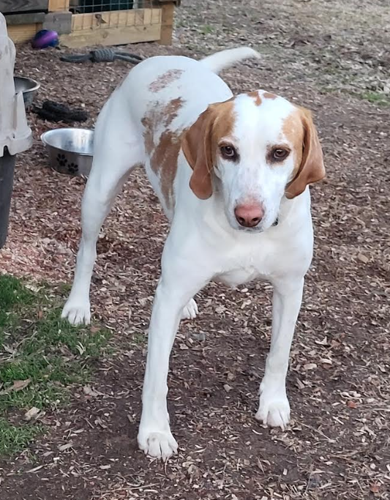 White and top tan hound