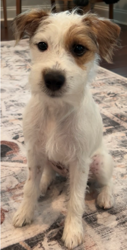 Lost Dog, Tan White Jack Russell Terrier in Whispering Pines UPDATE: FOUND | Pets | thepilot.com