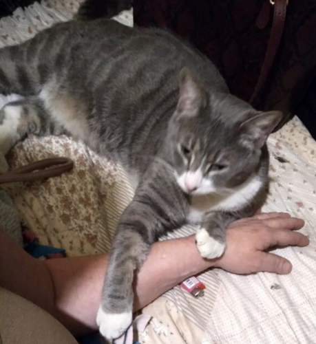 Lost Cat Gray and White Cat in Aberdeen UPDATE FOUND Pets