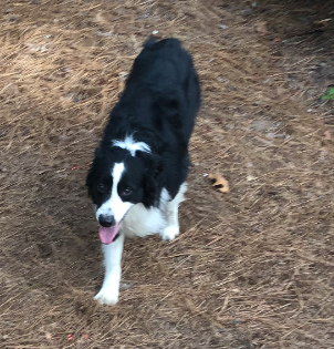 Found Dog Southern Pines