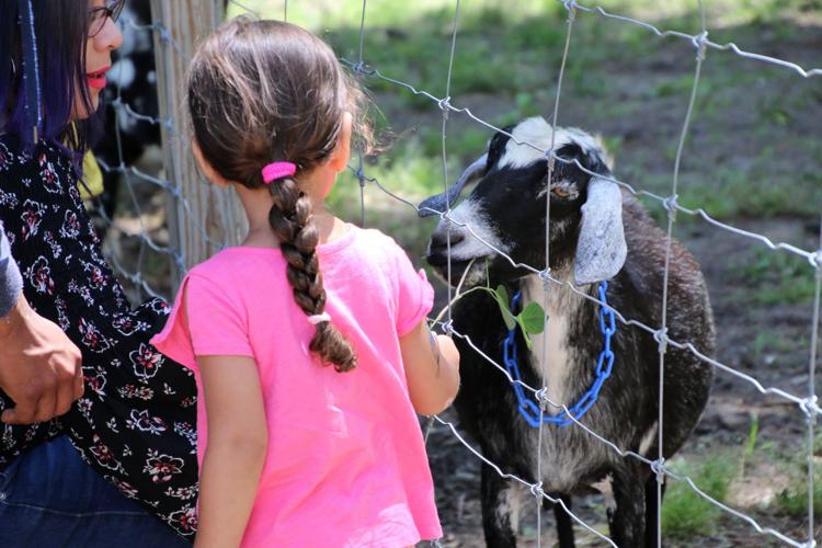 Spring Farm Day Gallery