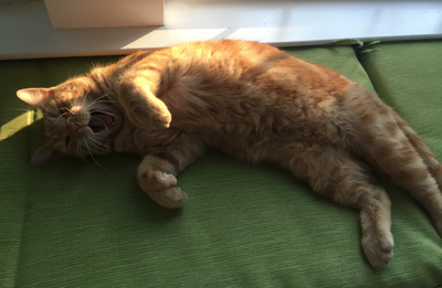 Lost Cat Dark Orange Tabby In Vass Update Found Pets