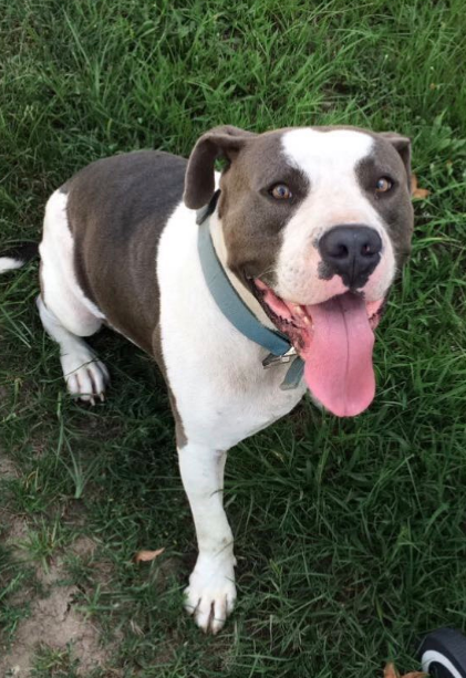 pitbull dog gray and white