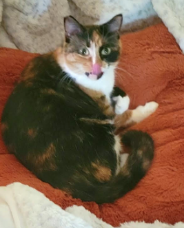 Lost Cat Southern Pines