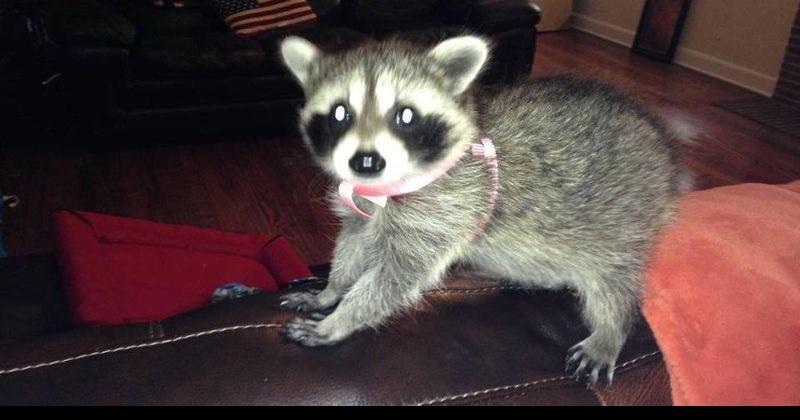 baby raccoon for sale oklahoma