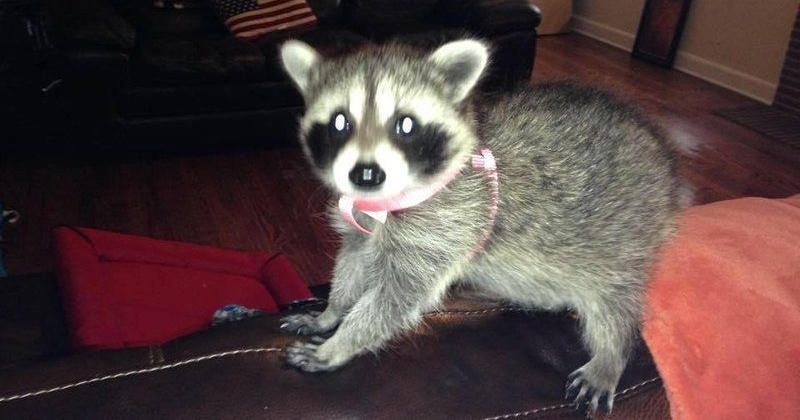 baby raccoon for sale pa - Father Vodcast Picture Gallery