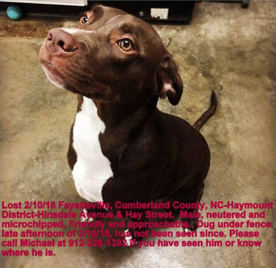 Chocolate lab with white chest deals