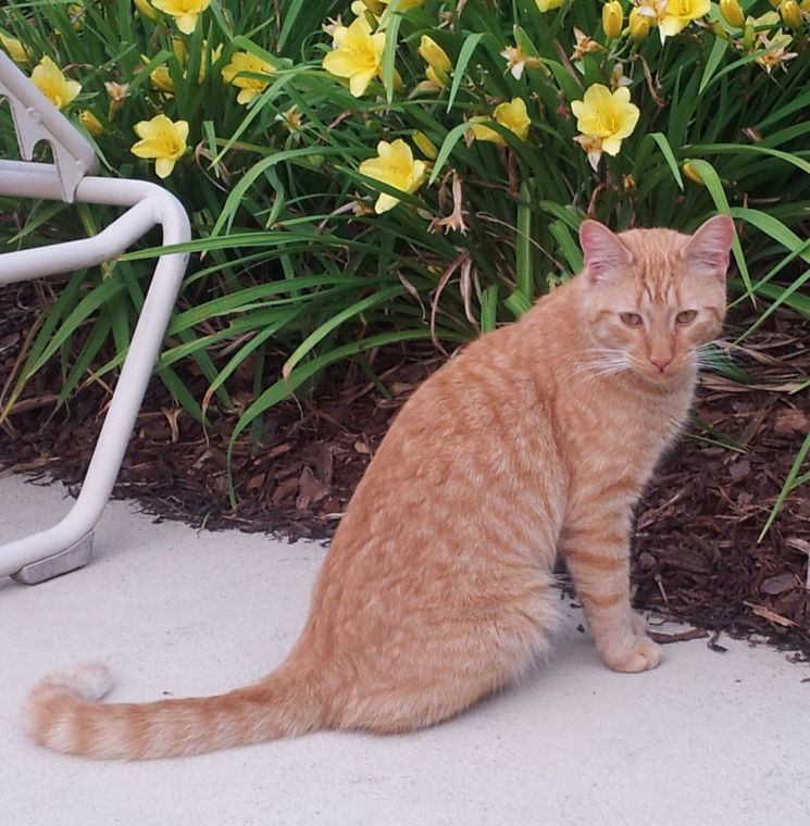 are orange tabby cats mostly male or female