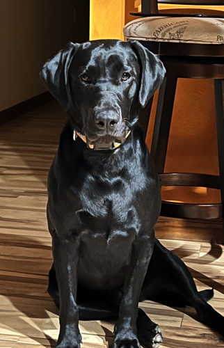 Lost black labrador dog sales