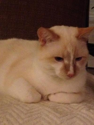 Lost Pet White Cat With Tan Markings Blue Eyes Pets Thepilot Com