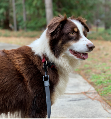 Found Dog, Brown and Australian Shepherd Pinehurst OWNER LOCATED | Pets thepilot.com