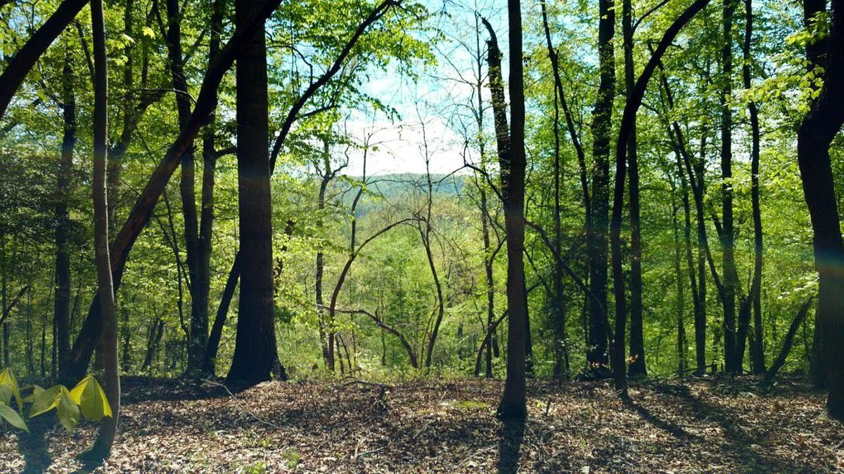 Three Rivers Land Trust Conserves 84 Acres on Uwharrie River News