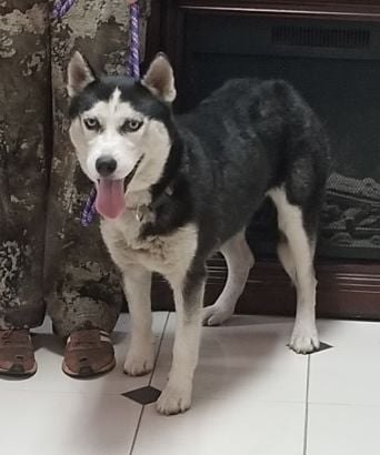 found female husky