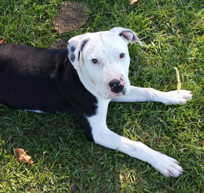 lost dog boxer pitbull mix in vass