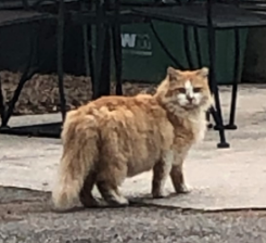 Found Cat Orange And White Long Haired Tabby In Southern Pines