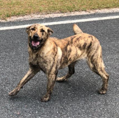 Brindle mixed breed 2025