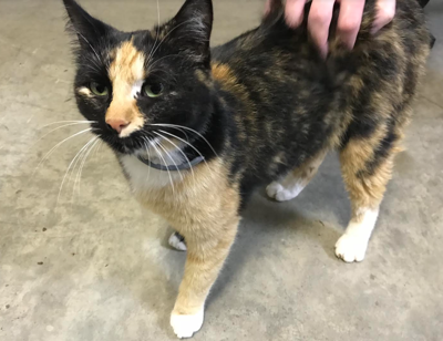 Found Cat Calico Cat in Southern Pines UPDATE HOME Pets