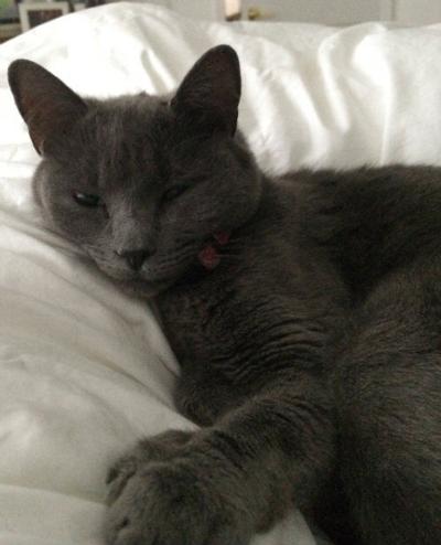 Lost Pet Grey Female Cat With White Spot On Chest In Aberdeen