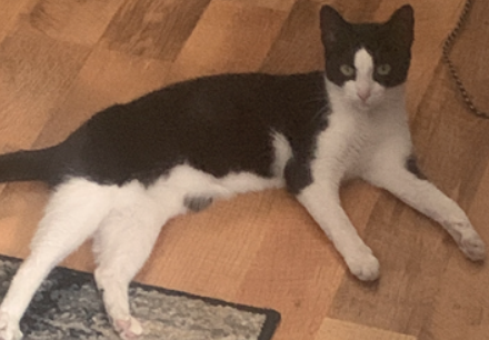 lost black and white cat near me