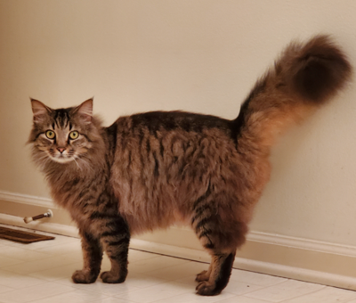 Lost Cat Maine Coon Cat In Aberdeen Pets Thepilot Com