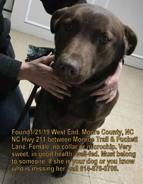 found chocolate lab