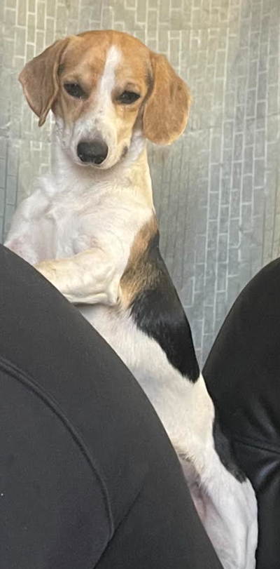 Lost Dog Bennett