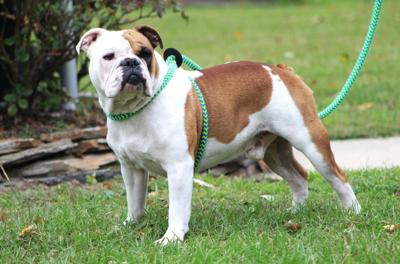 White Dog Jersey by Leader Of the Pack