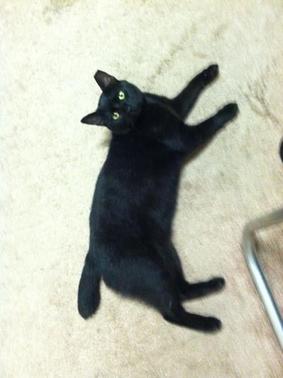 Lost Pet: Bob-tailed Black Cat with a Clipped Left Ear in ...