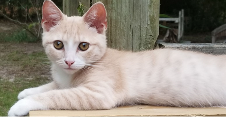 Blonde and white cat sales