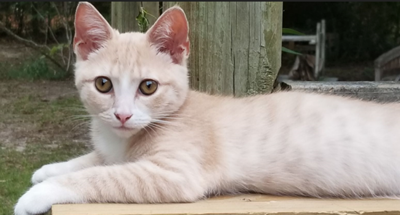 Blonde cat sales