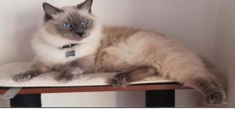 Lost Cat, Ragdoll Cat in Southern Pines UPDATE: FOUND | Pets | thepilot.com