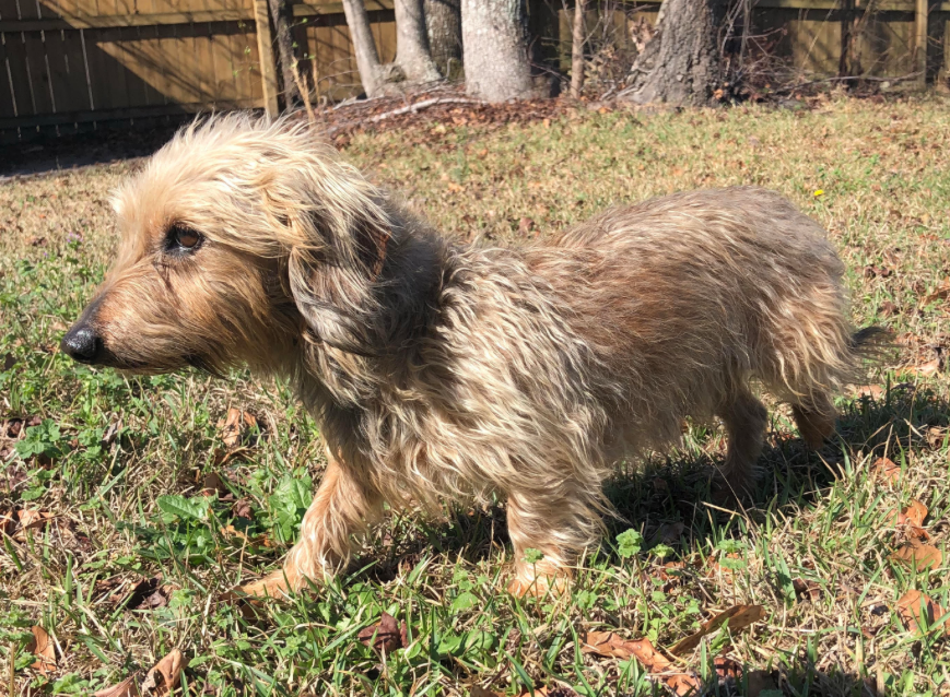 wire haired dachshund terrier