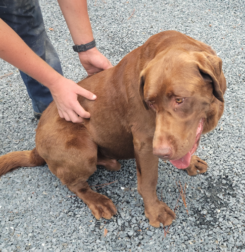 Found chocolate lab hotsell
