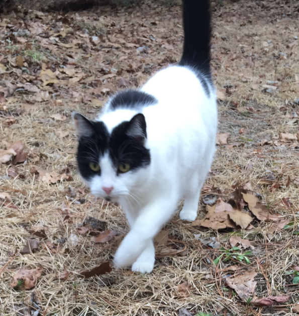 Found Cat, Black and White Cat in Pinehurst Pets