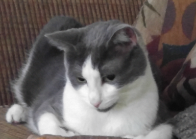 Lost Cat Grey And White Tuxedo Cat In Aberdeen Pets Thepilot Com