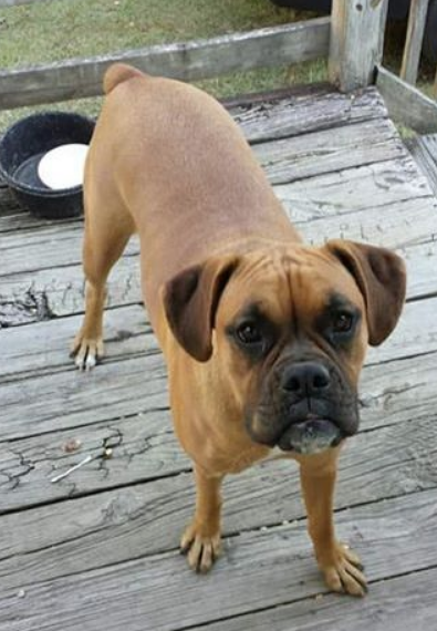 lost boxer
