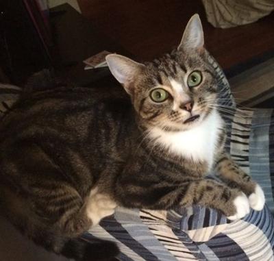 Lost Cat Grey And Black Tabby In Carthage Tyson Woods Area