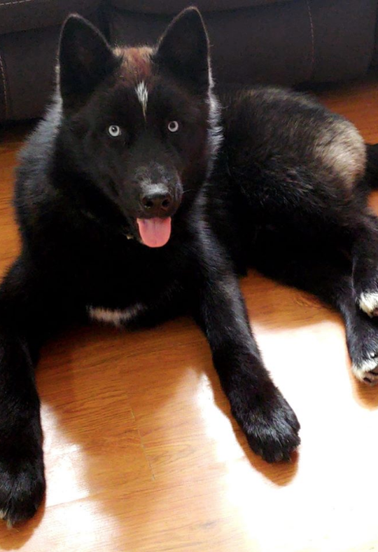 Lost Dog, Black Husky in Candor Pets